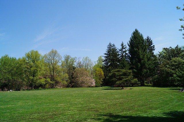 Tall tree plantation on a green field